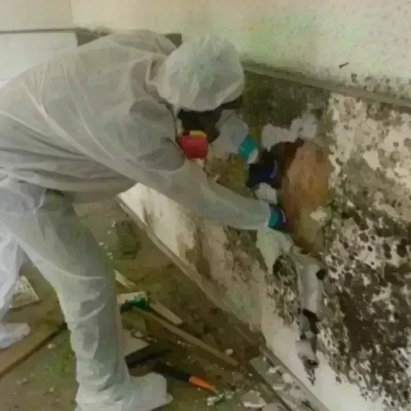 Mold Remediation and Removal in Flint City, AL